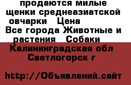 продаются милые щенки среднеазиатской овчарки › Цена ­ 30 000 - Все города Животные и растения » Собаки   . Калининградская обл.,Светлогорск г.